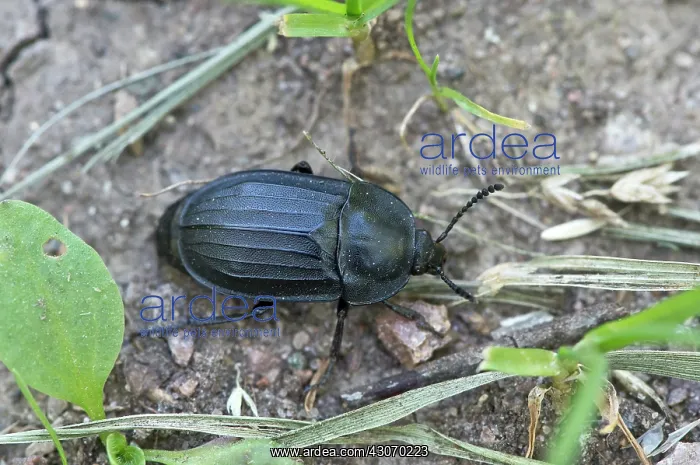 : Burying Beetle (Silpha tristis). Gils ntre, ?land : Burying Beetle (Silpha tristis). Gils ntre, ?land