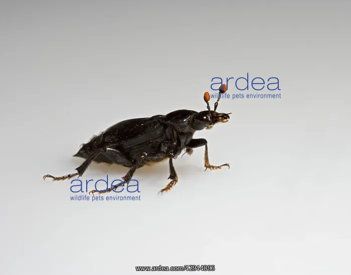 : Burying beetle - white background : Burying beetle - white background