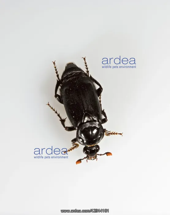 : Burying beetle - white background : Burying beetle - white background