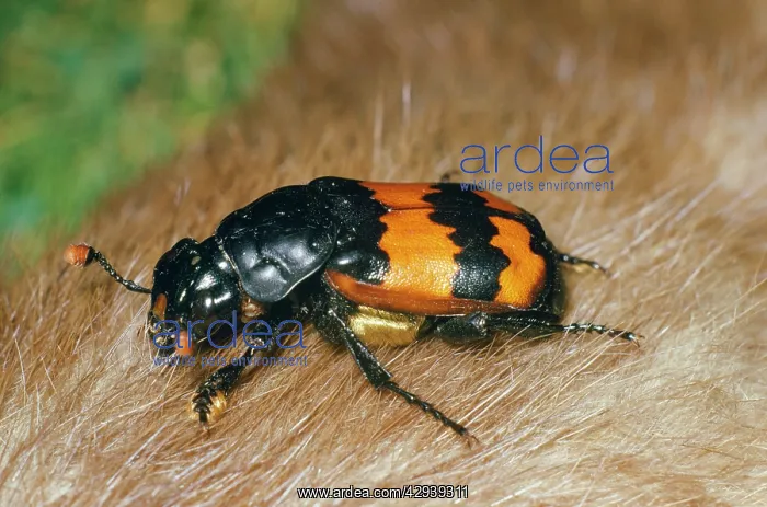: Burying / Carrion / Sexton Beetle : Burying / Carrion / Sexton Beetle