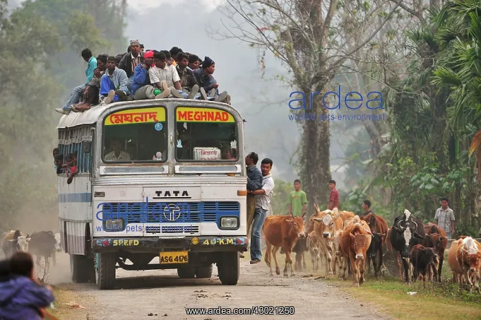 : Bus full of passengers cows crossing the road : Bus full of passengers cows crossing the road
