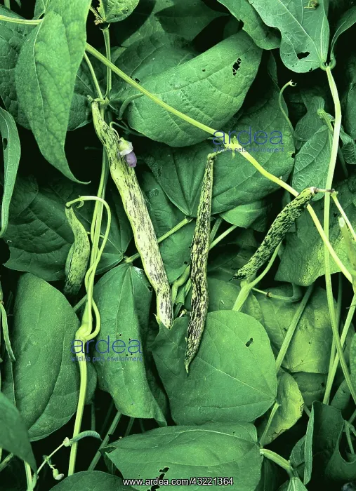 : Bush Bean. Bush, or Green, Beans (Phaseolus vulgaris). Knicknamed Dragon Langerie.^ : Bush Bean. Bush, or Green, Beans (Phaseolus vulgaris). Knicknamed Dragon Langerie.^