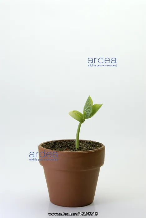 : Bush bean, or common bean (Phaseolus vulgaris) seedling : Bush bean, or common bean (Phaseolus vulgaris) seedling