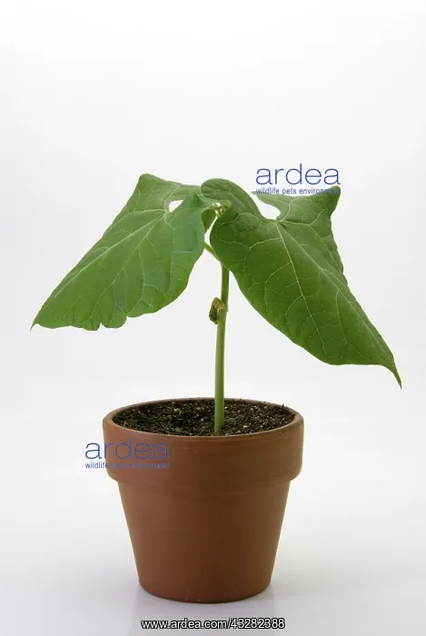 : Bush bean, or common bean (Phaseolus vulgaris) seedling : Bush bean, or common bean (Phaseolus vulgaris) seedling