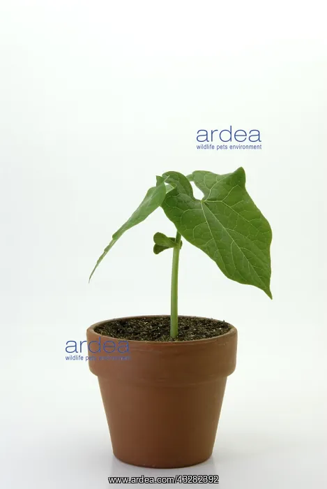 : Bush bean, or common bean (Phaseolus vulgaris) seedling : Bush bean, or common bean (Phaseolus vulgaris) seedling