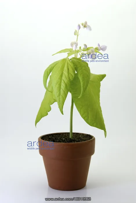 : Bush bean, or common bean (Phaseolus vulgaris) seedling : Bush bean, or common bean (Phaseolus vulgaris) seedling