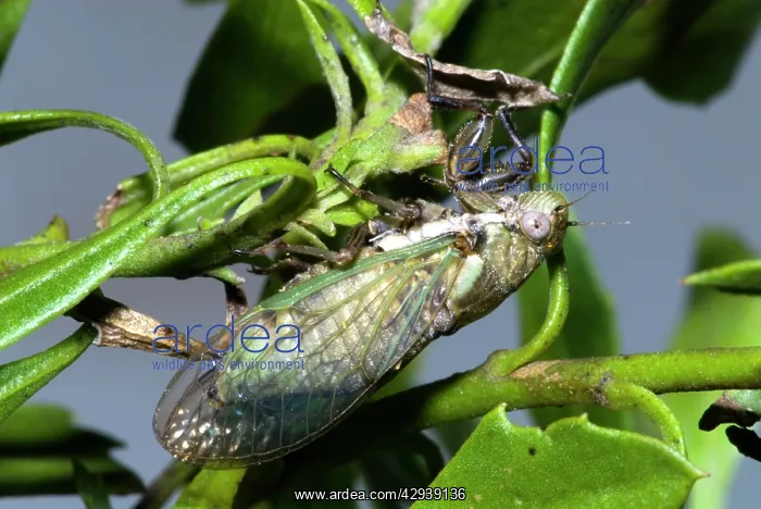 : Bush / Bladder Cicada - Female, differing from : Bush / Bladder Cicada - Female, differing from