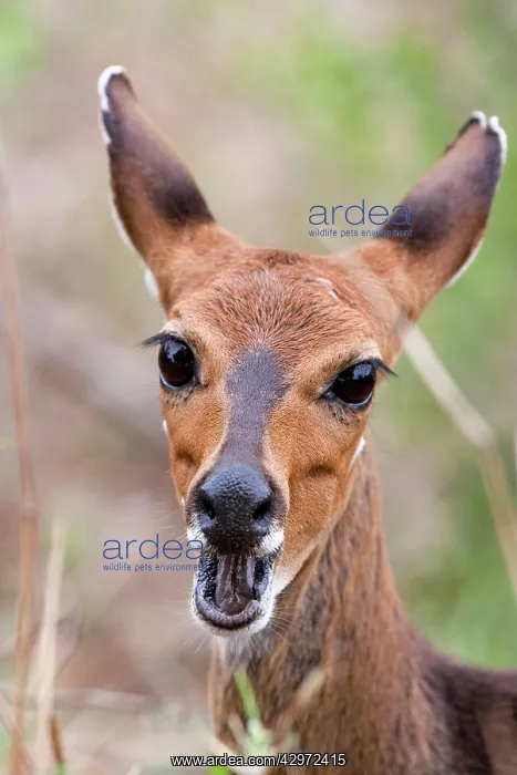 : Bush buck / Bushbuck - with mouth open : Bush buck / Bushbuck - with mouth open