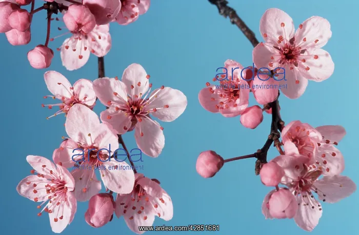 : Bush cherry / Japanese almond cherry / Japanese bush cherry : Bush cherry / Japanese almond cherry / Japanese bush cherry