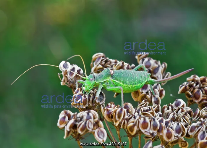: Bush Cricket : Bush Cricket