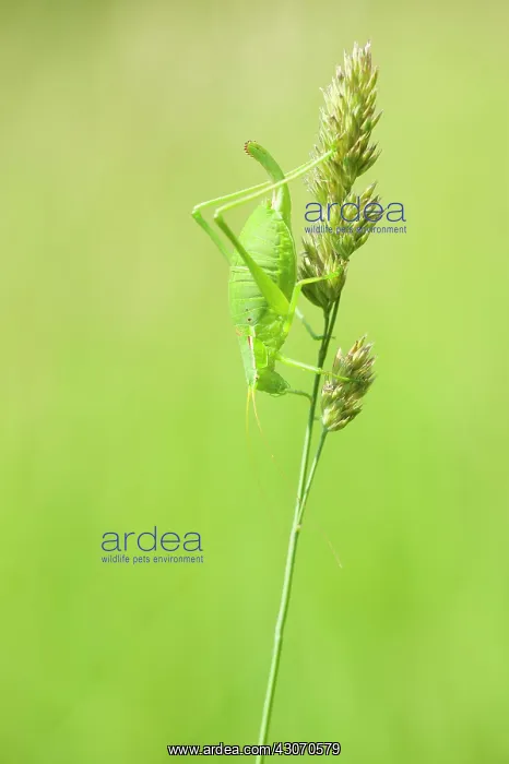 : Bush Cricket : Bush Cricket