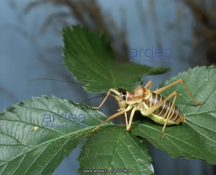  : Bush Cricket