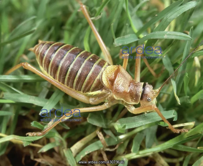 : Bush Cricket : Bush Cricket