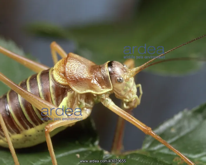 : Bush Cricket : Bush Cricket