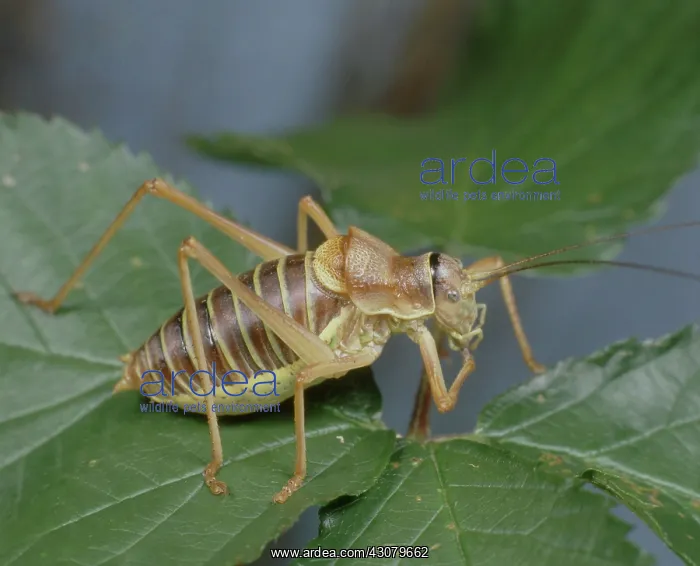 : Bush Cricket : Bush Cricket