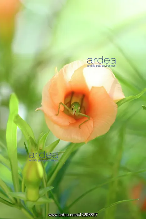 : Bush-cricket (Holochlora biloba) in a Luckynut (Thevetia : Bush-cricket (Holochlora biloba) in a Luckynut (Thevetia