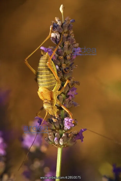 : A bush-cricket, the tizi - male on lavender in : A bush-cricket, the tizi - male on lavender in