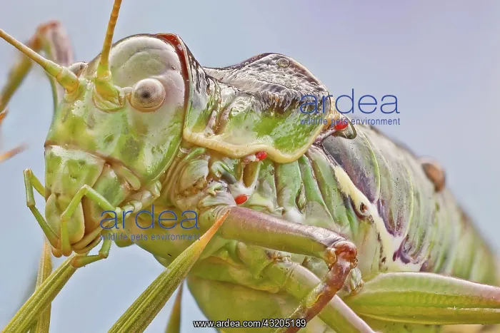 : Bush crickets have very small wings, the pronotu : Bush crickets have very small wings, the pronotu