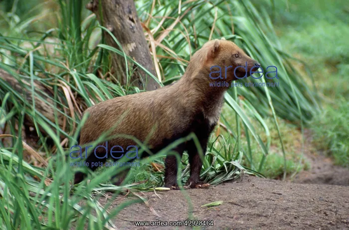  : BUSH DOG (Speothos venaticus)