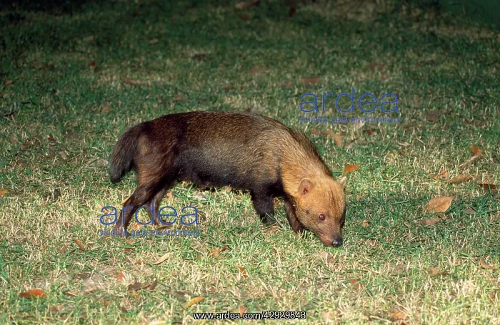 : Bush DOG (Speothos venaticus). South America : Bush DOG (Speothos venaticus). South America