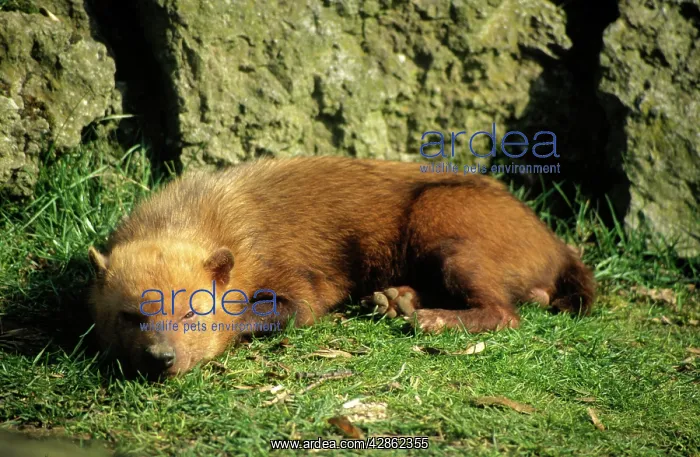 : Bush Dog - asleep : Bush Dog - asleep