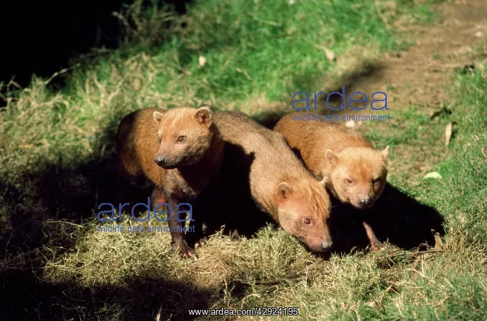 : Bush Dogs (Speothos venaticus). South America : Bush Dogs (Speothos venaticus). South America