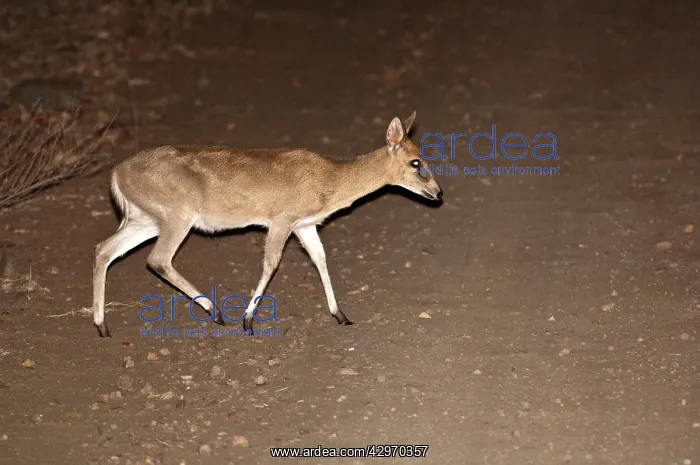 : Bush Duiker - crossing road at night : Bush Duiker - crossing road at night