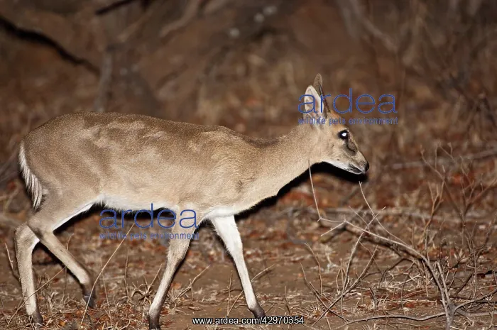 : Bush Duiker - at night : Bush Duiker - at night