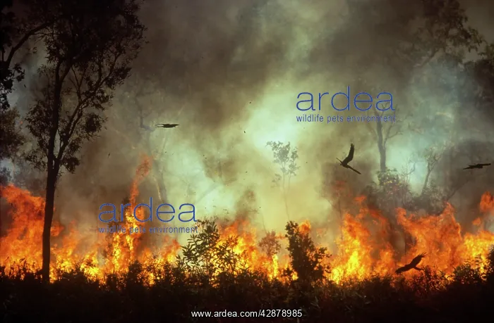 : Bush Fire - Black kites chasing insects during bush fire : Bush Fire - Black kites chasing insects during bush fire