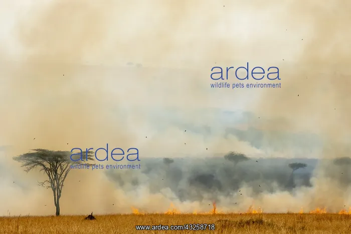 : Bush fire, Masai-Mara Reserve, Kenya : Bush fire, Masai-Mara Reserve, Kenya