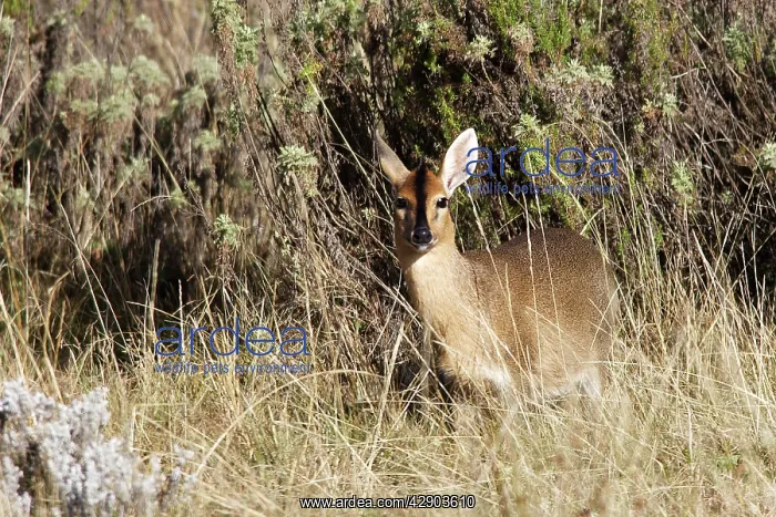 : Bush / Grey Duiker. Bale Mountains : Bush / Grey Duiker. Bale Mountains