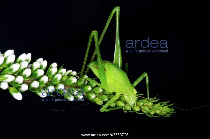 : Bush Katydid : Bush Katydid