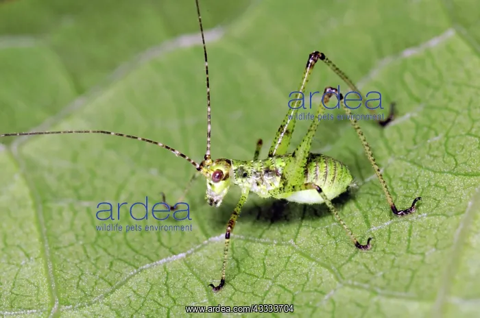 : Bush Katydid Nymph : Bush Katydid Nymph