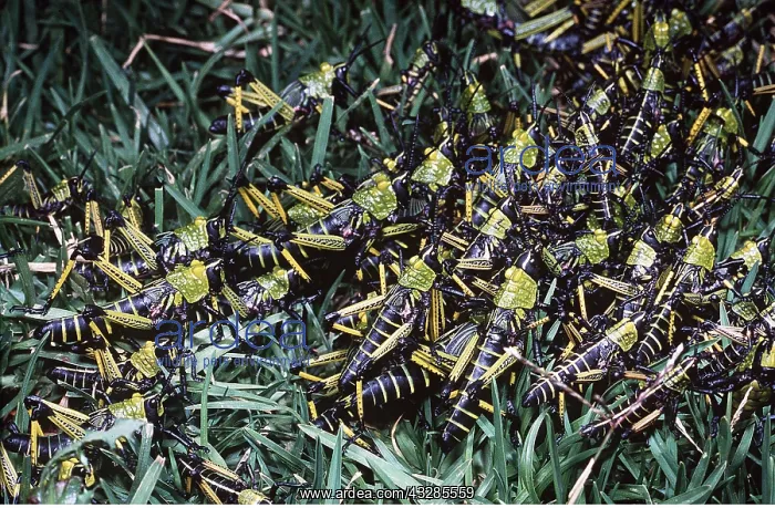 : BUSH LOCUST - NYMPHS : BUSH LOCUST - NYMPHS