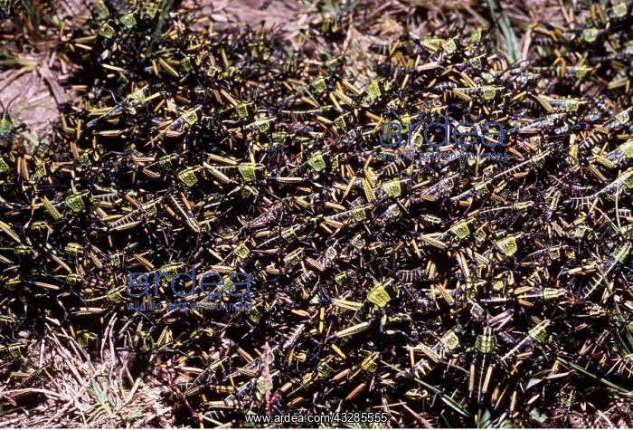 : BUSH LOCUST NYMPHS - mass : BUSH LOCUST NYMPHS - mass