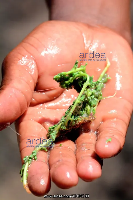  : The bush soap is a plant used by the locals to clean