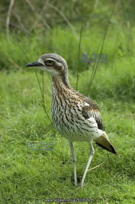 : Bush Stone-curlew : Bush Stone-curlew