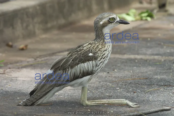 : Bush STONE-CURLEW : Bush STONE-CURLEW