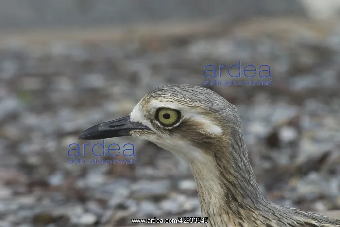 : Bush STONE-CURLEW : Bush STONE-CURLEW