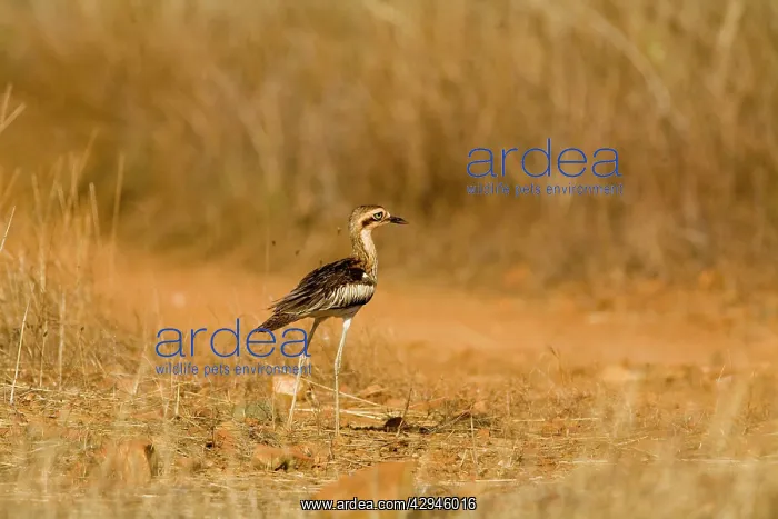 : Bush Stone-curlew : Bush Stone-curlew