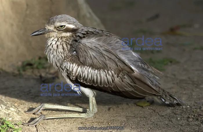 : Bush Stone-curlew : Bush Stone-curlew