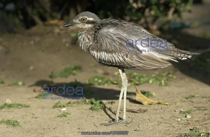 : Bush Stone-curlew : Bush Stone-curlew