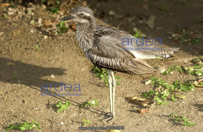 : Bush Stone-curlew : Bush Stone-curlew