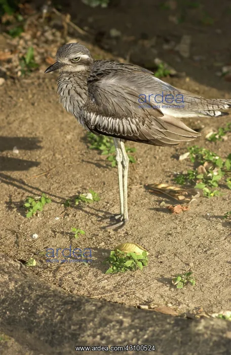 : Bush Stone-curlew : Bush Stone-curlew