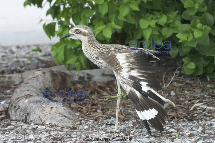 : Bush STONE-CURLEW - on one leg : Bush STONE-CURLEW - on one leg