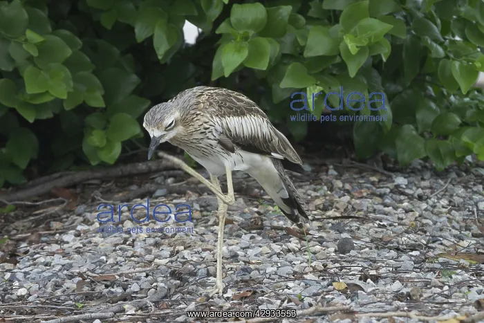 : Bush STONE-CURLEW - on one leg : Bush STONE-CURLEW - on one leg