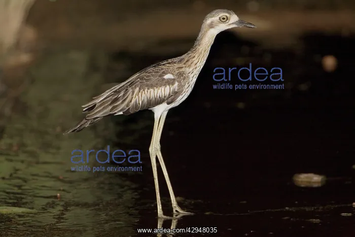 : Bush Stone-curlew at night : Bush Stone-curlew at night