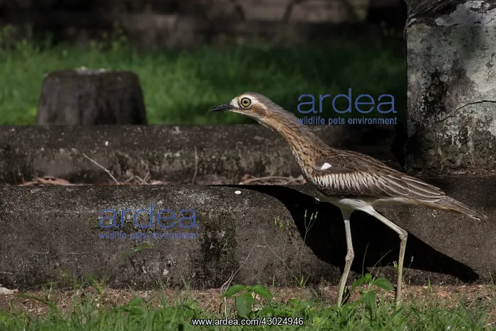 : Bush Stonecurlew One of about 20 birds spending the day : Bush Stonecurlew One of about 20 birds spending the day