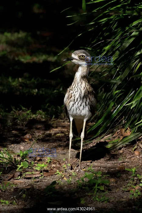 : Bush Stonecurlew One of about 20 birds spending the day : Bush Stonecurlew One of about 20 birds spending the day