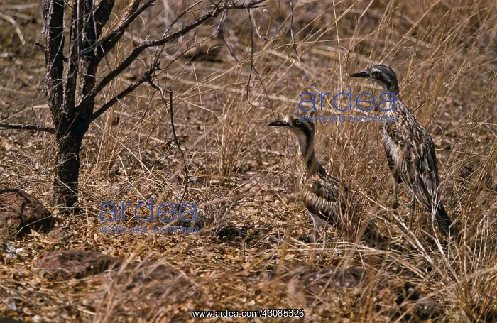  : Bush Thick-knees, Western Australia